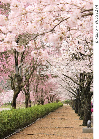 七谷川　和らぎの道の桜 36552274