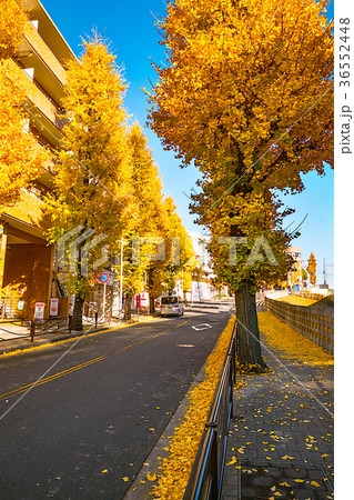黄金色の秋 36552448
