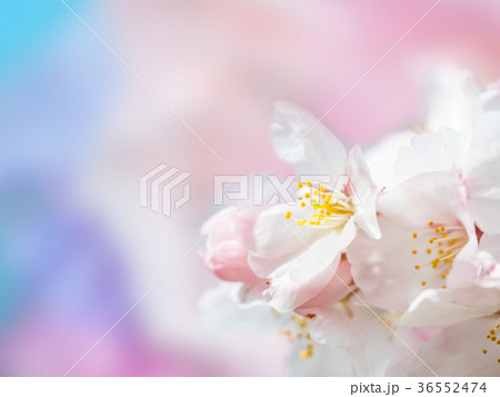 ソメイヨシノの花びら ソメイヨシノの花びら 36552474