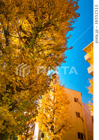 黄金色の秋 36552513
