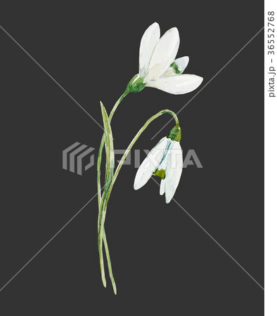 Watercolor snowdrop flower 36552768