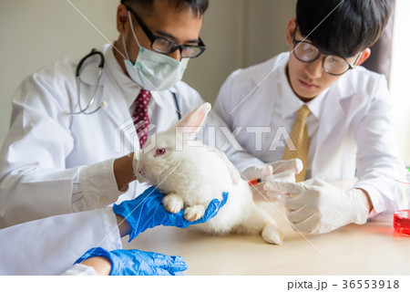 Injecting medicine to a white rabbit 36553918