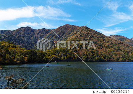 【紅葉始まり】湯の湖の風景（湯ノ湖） 36554214
