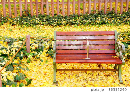 神宮外苑 銀杏並木のベンチ 神宮外苑 銀杏並木のベンチ 36555240