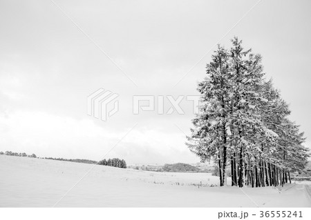 北海道　雪原と樹林 36555241