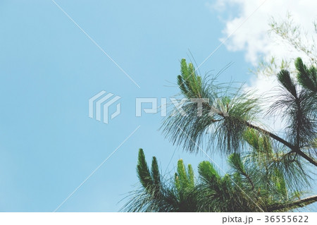 Landscape with river, tree and green in spring. Landscape with river, tree and green in spring. 36555622