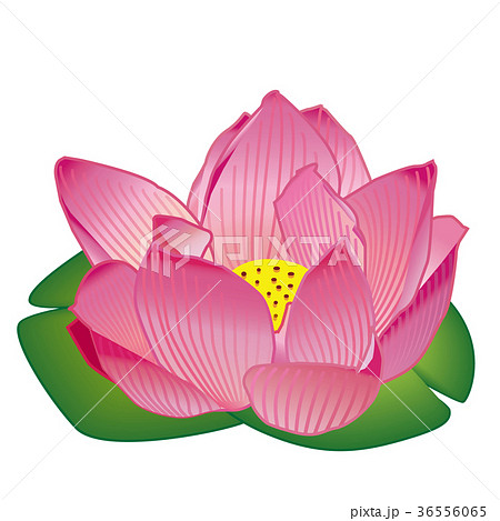 睡蓮のイラスト素材