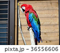 ベニコンゴウインコ 36556606