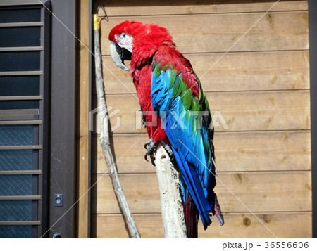 ベニコンゴウインコ 36556606