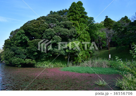 佐倉城14 36556706