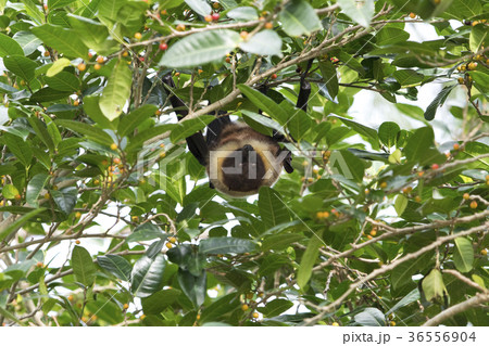 ヤエヤマオオコウモリ 36556904