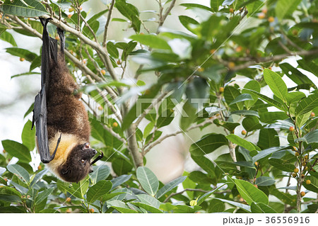 ヤエヤマオオコウモリ 36556916