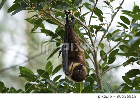 ヤエヤマオオコウモリ 36556918