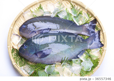 メジナ 食材 メジナ 食材 36557346