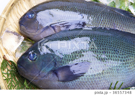 メジナ 食材 メジナ 食材 36557348