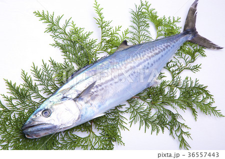 サワラ　食材 36557443