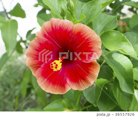 Hibiscus flower pollen. Hibiscus flower pollen. 36557926