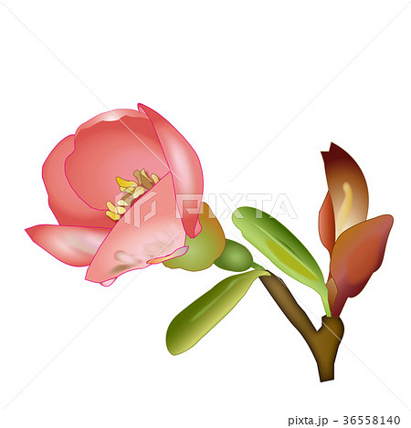 梅の花の蕾のイラスト素材 36558140 Pixta