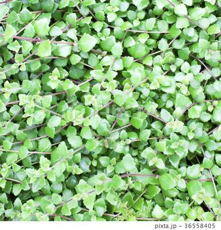 Green leaves wall background Green leaves wall background 36558405