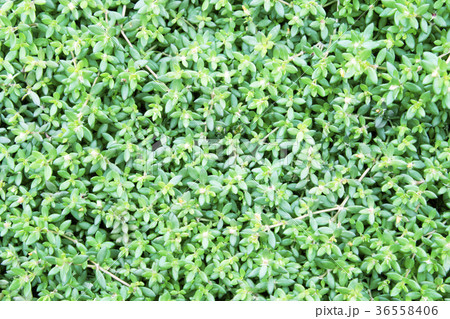 Green leaves wall background Green leaves wall background 36558406