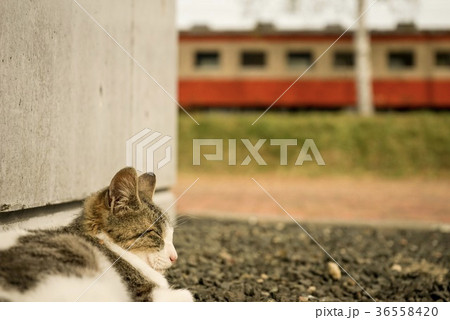 猫 36558420