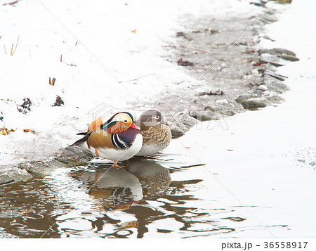 オシドリ夫婦 36558917