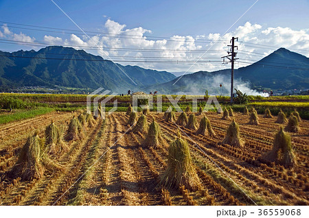 Rice Straw Stacks After Harvest Rice Straw Stacks After Harvest 36559068