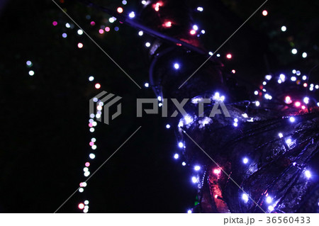 クリスマス 背景 バックグラウンド 36560433