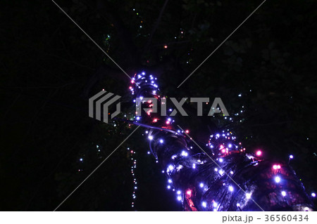 クリスマス 背景 バックグラウンド 36560434
