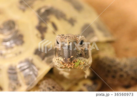 リクガメ 正面アップ ログ子 リクガメ 正面アップ ログ子 36560973