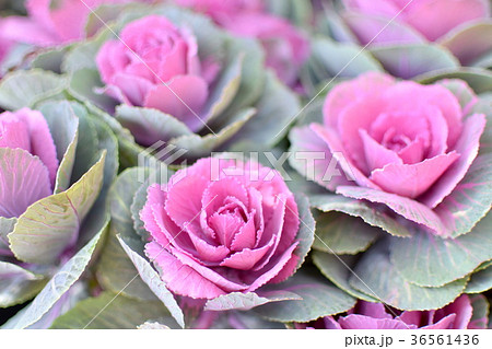 小さい葉牡丹の寄せ植えの写真素材