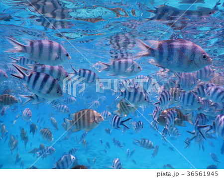 タヒチ　海中　熱帯魚 36561945