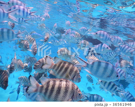 タヒチ 海中 熱帯魚 タヒチ 海中 熱帯魚 36561946