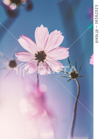 Pink cosmos blossom with soft sunlight 36562023