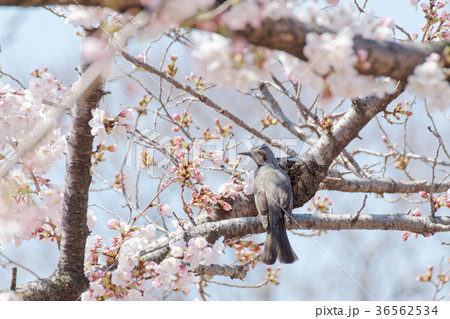 ヒヨドリと桜 ヒヨドリと桜 36562534