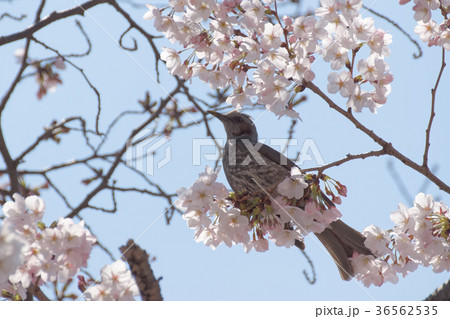 ヒヨドリと桜 36562535