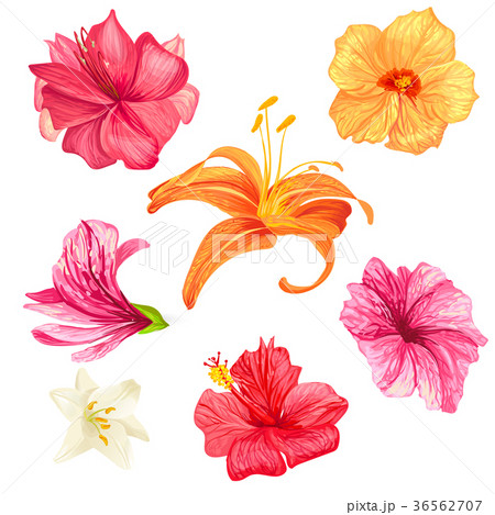 Hibiscus and lily flowers. 36562707
