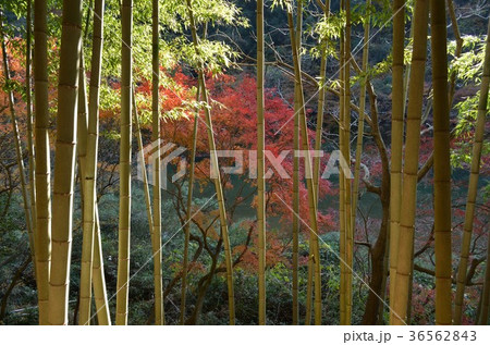 定光寺 愛岐トンネル群の紅葉 定光寺 愛岐トンネル群の紅葉 36562843