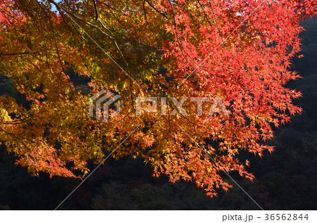 定光寺　愛岐トンネル群の紅葉 36562844