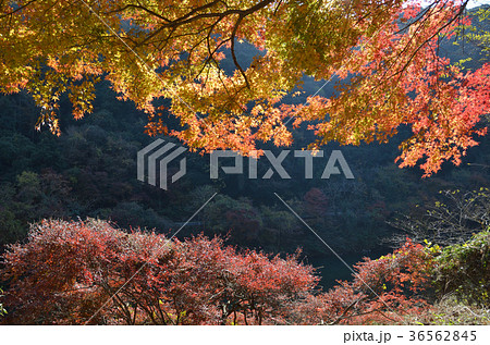 定光寺 愛岐トンネル群の紅葉 定光寺 愛岐トンネル群の紅葉 36562845