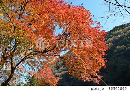 定光寺 愛岐トンネル群の紅葉の写真素材