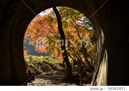 定光寺 愛岐トンネル群の紅葉 定光寺 愛岐トンネル群の紅葉 36562851