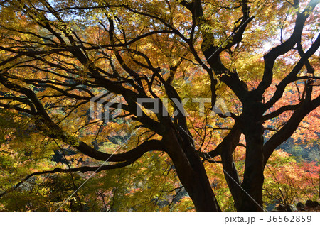 定光寺 愛岐トンネル群の紅葉 定光寺 愛岐トンネル群の紅葉 36562859