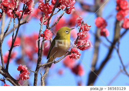 梅とメジロ 36563129