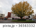 新京成電鉄　高根公団　駅前　紅葉 36563332