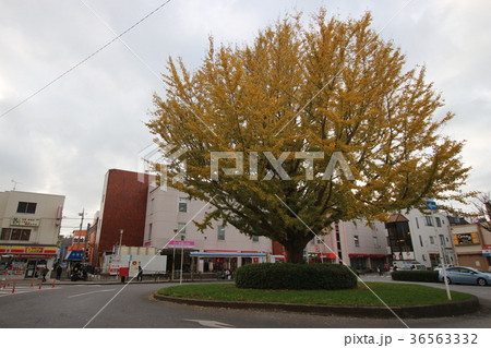 新京成電鉄 高根公団 駅前 紅葉 新京成電鉄 高根公団 駅前 紅葉 36563332