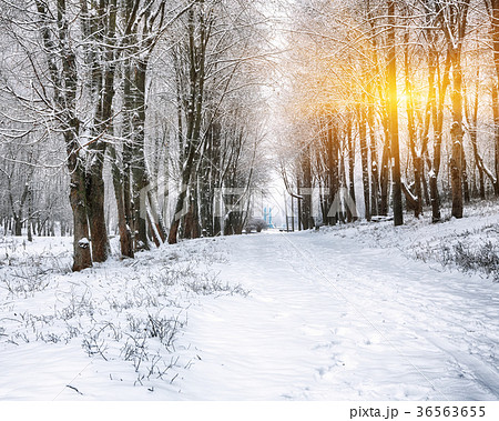Snow-covered trees in the city park 36563655