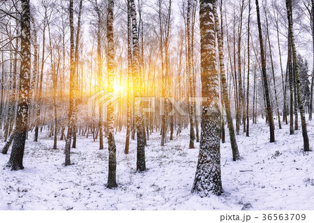 Snow-covered trees in the city park 36563709