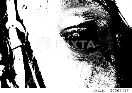 Close Up of a brown horse eye. 36565417