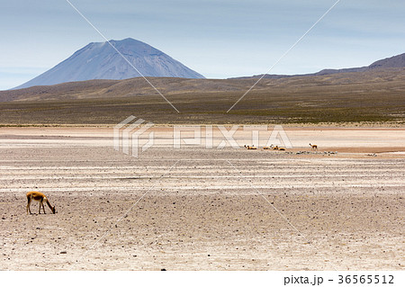 lama Vikunja (Vicugna vicugna) lama Vikunja (Vicugna vicugna) 36565512